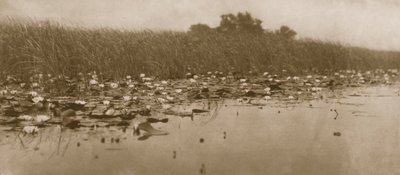 Seerosen, Leben und Landschaft auf den Norfolk Broads, 1886 von Peter Emerson und Thomas Goodall